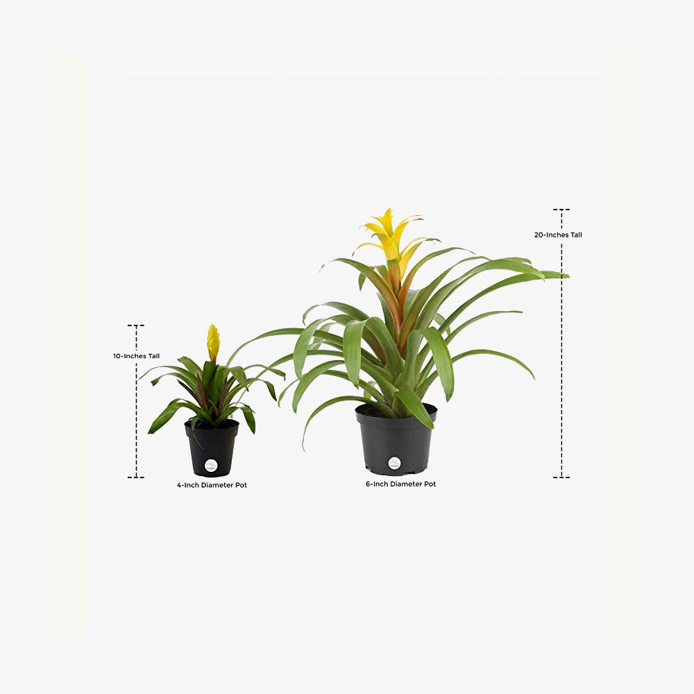 Live Bromeliad Indoor Tabletop
