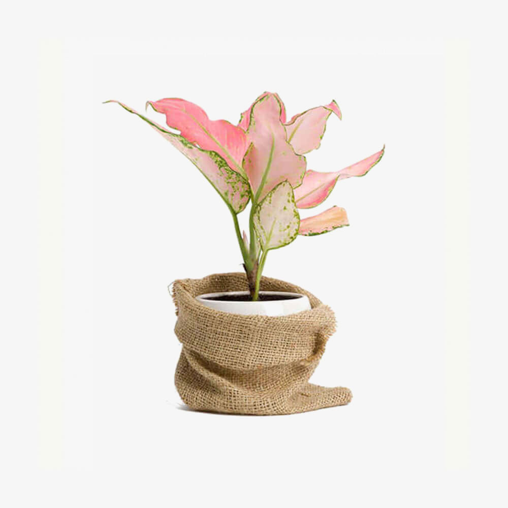 Premium Live Indoor Peace Lily