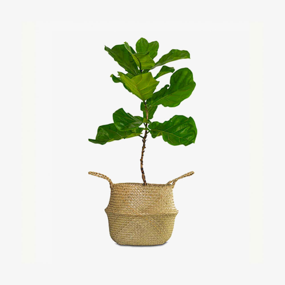 Premium Live Indoor Peace Lily