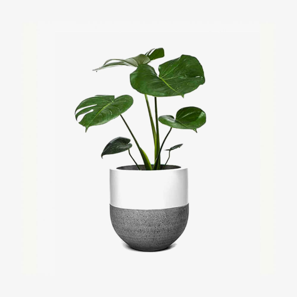 Premium Live Indoor Peace Lily