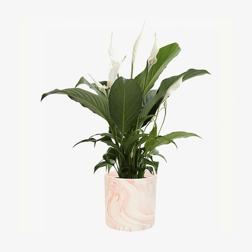 Premium Live Indoor Peace Lily