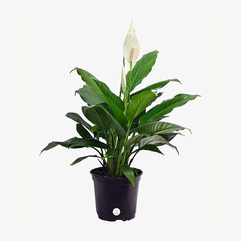 Premium Live Indoor Peace Lily