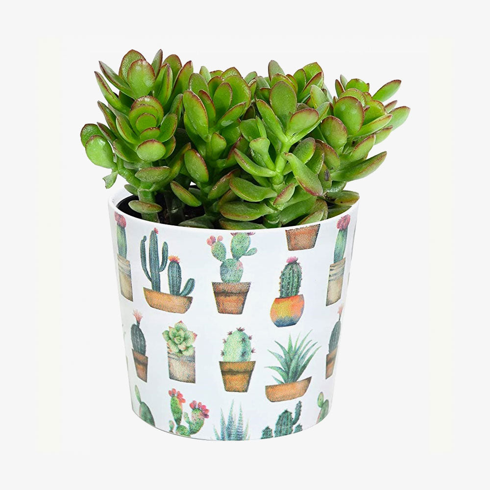 Live Indoor Echeveria Succulent