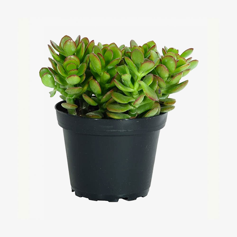 Live Indoor Echeveria Succulent