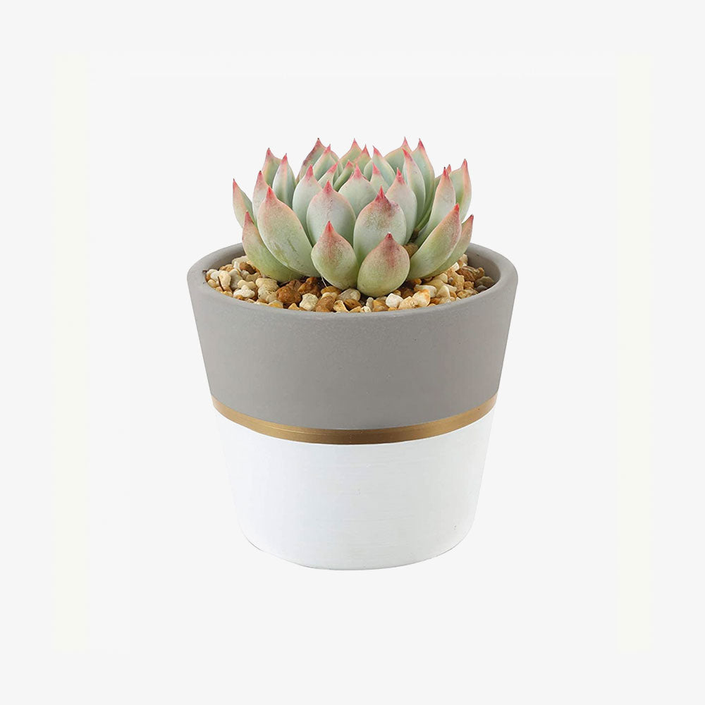 Live Indoor Echeveria Succulent