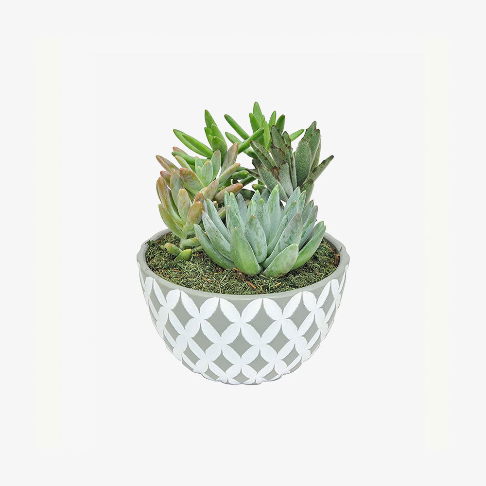 Live Indoor Echeveria Succulent