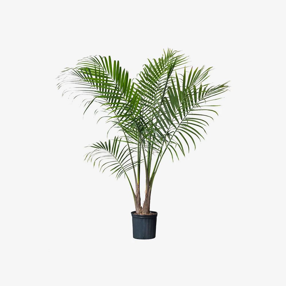 Chekra Crystal Healing