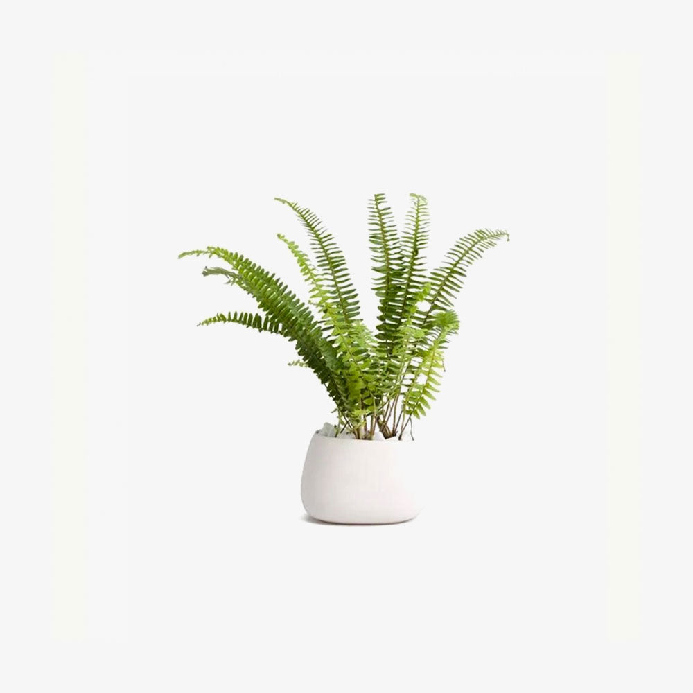 Aviva In Bruine Mand