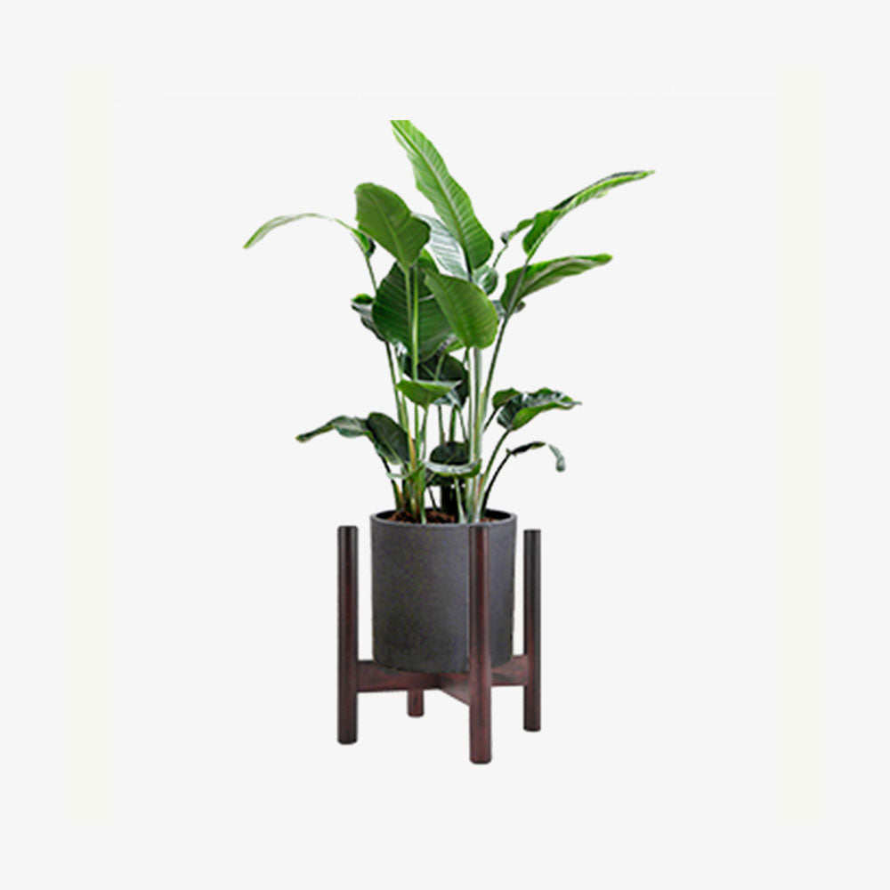 Plant Stand Indoor