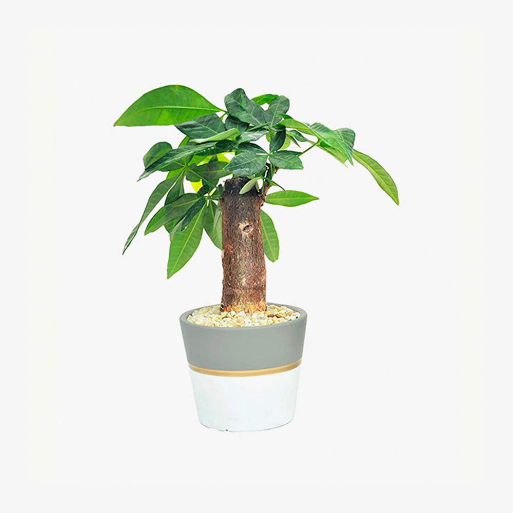 Ponytail Palm Bonsai