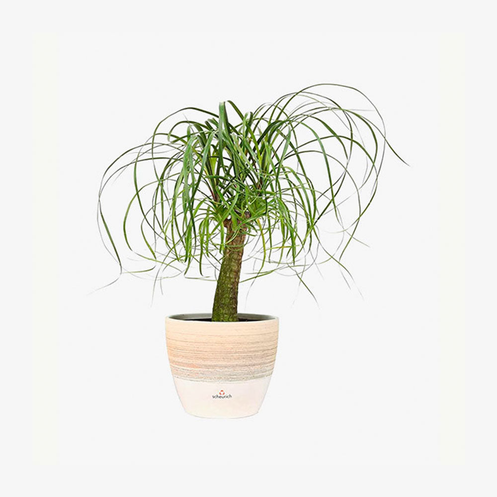 Ponytail Palm Bonsai