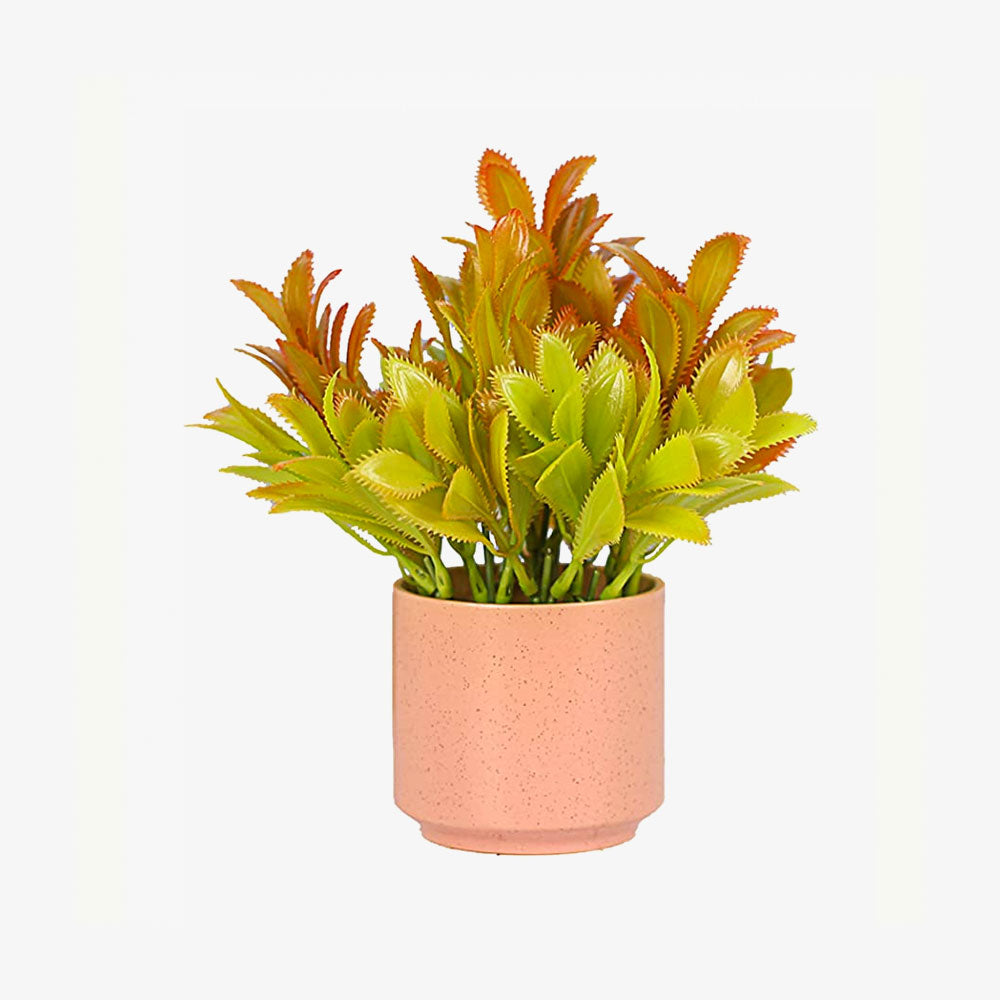 Indoors Simulation Succulent