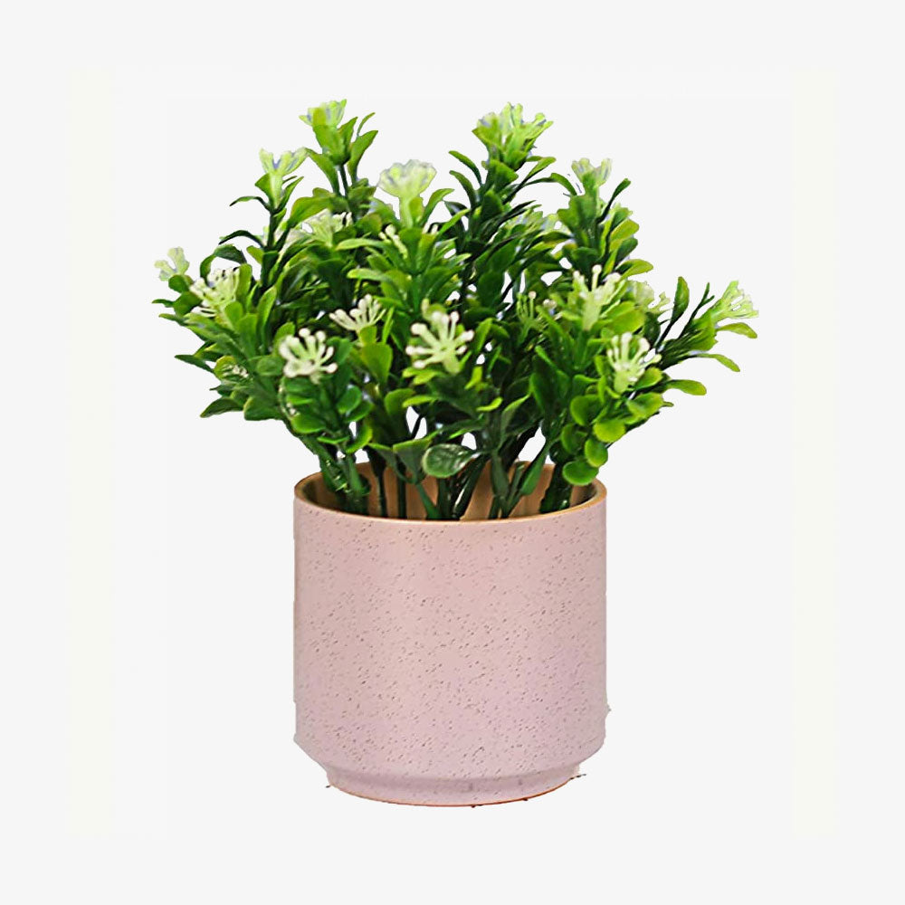 Indoors Simulation Succulent