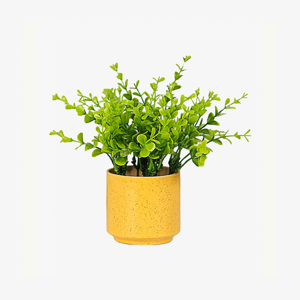 Indoors Simulation Succulent