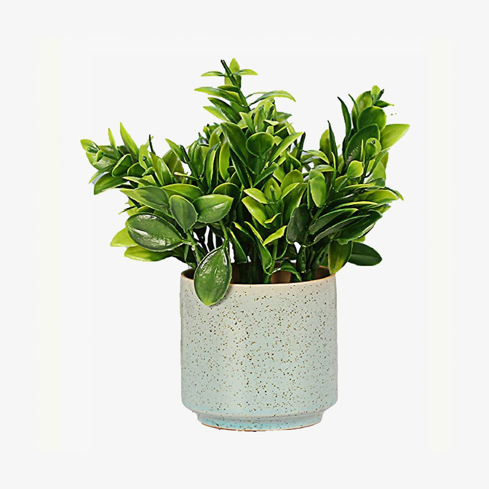 Indoors Simulation Succulent