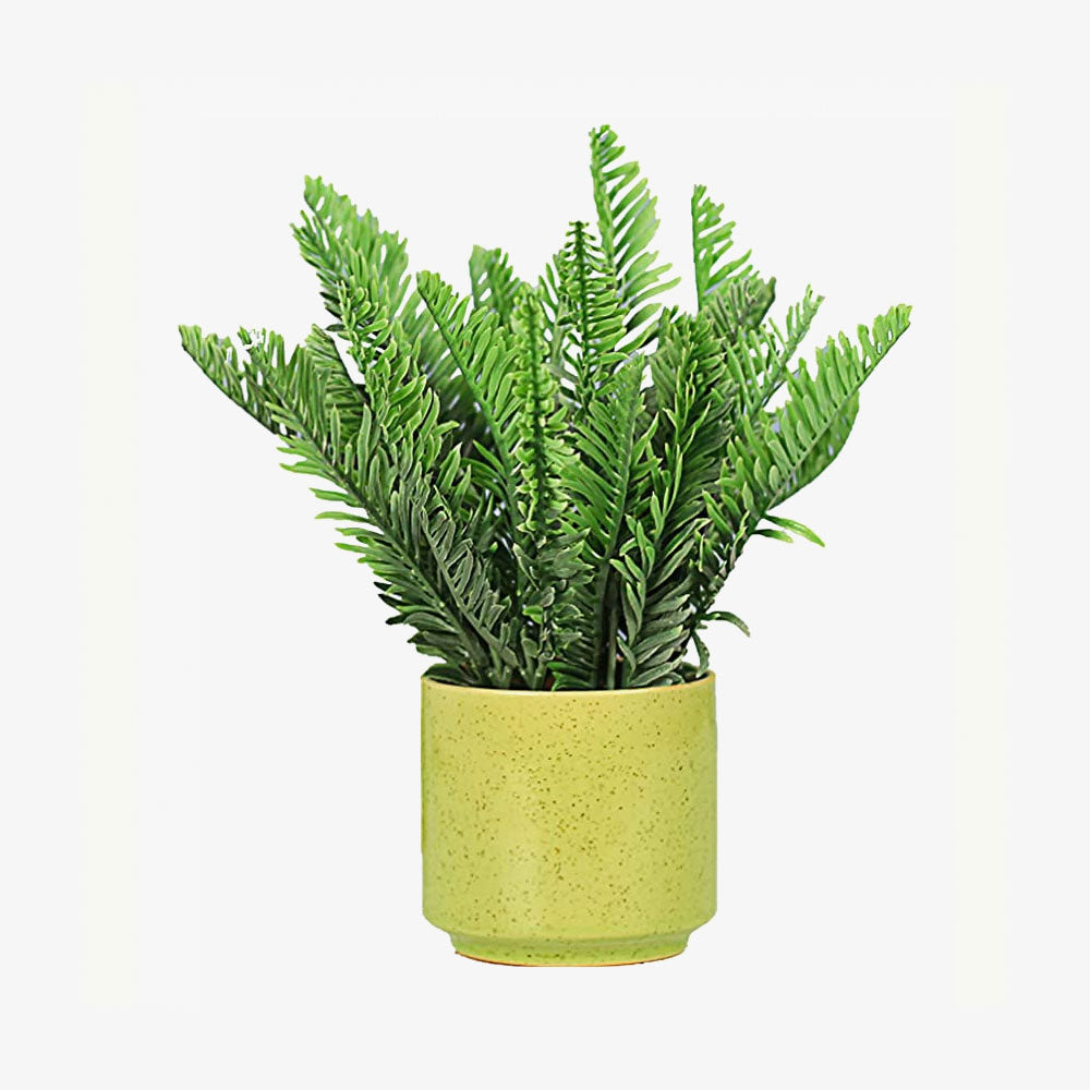 Indoors Simulation Succulent