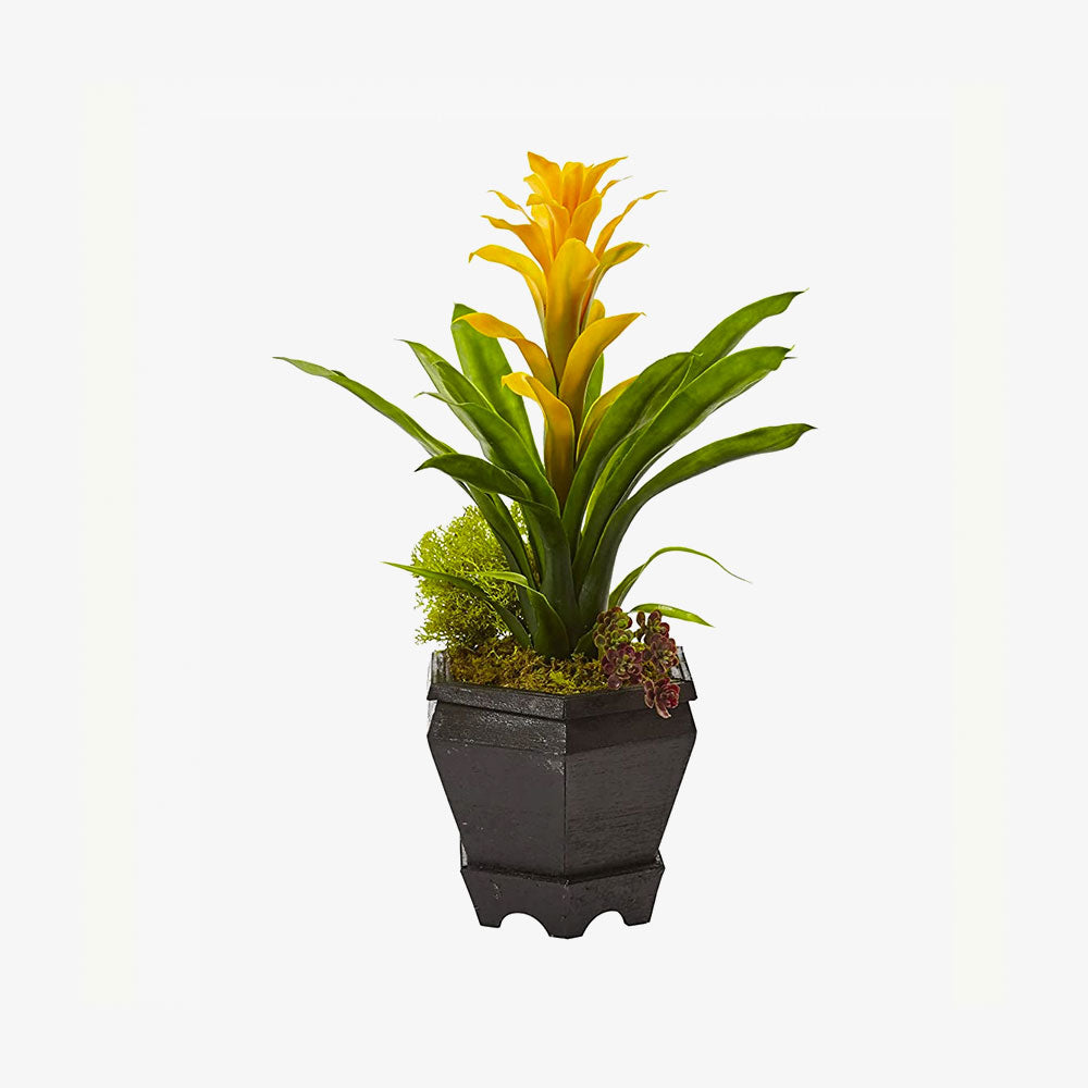 Natural Bromeliad in Black