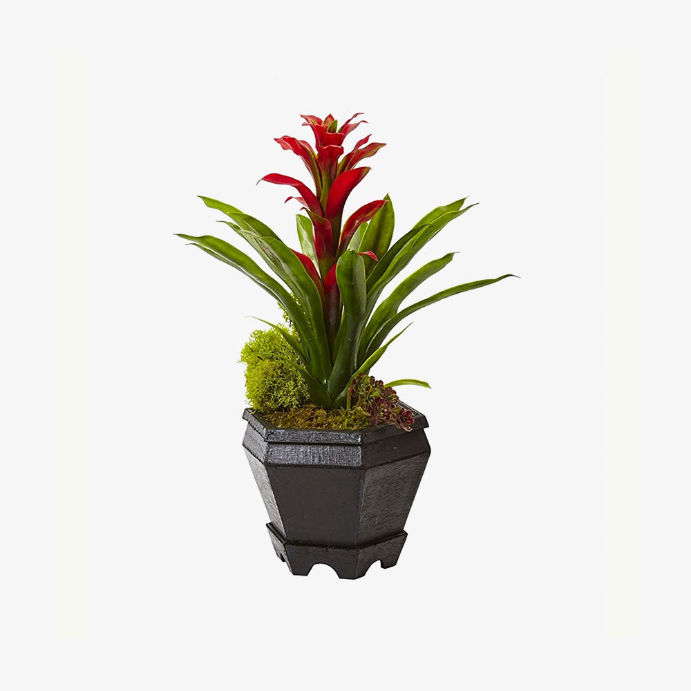 Natural Bromeliad in Black