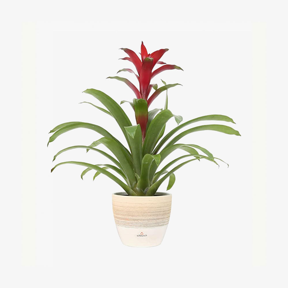 Live Bromeliad Indoor Tabletop