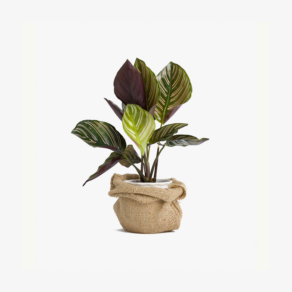 Calathea Compstart