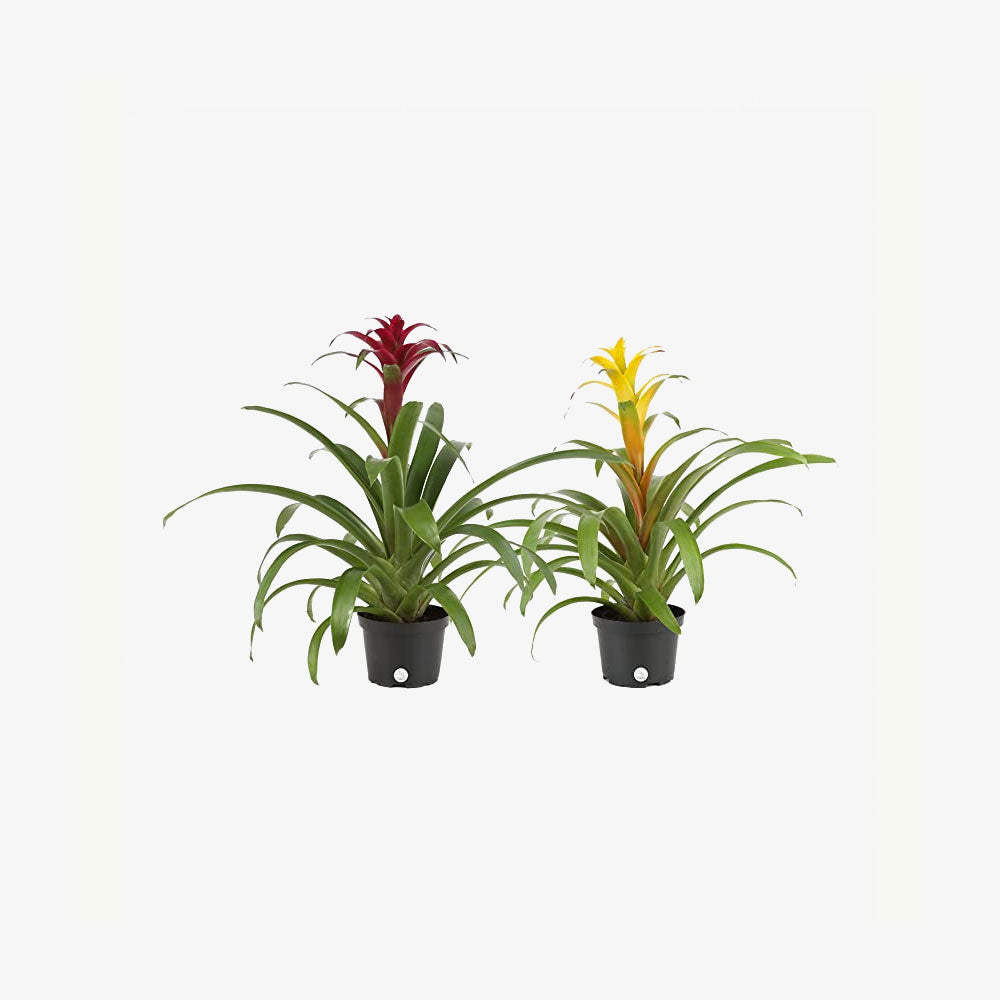 Live Bromeliad Indoor Tabletop
