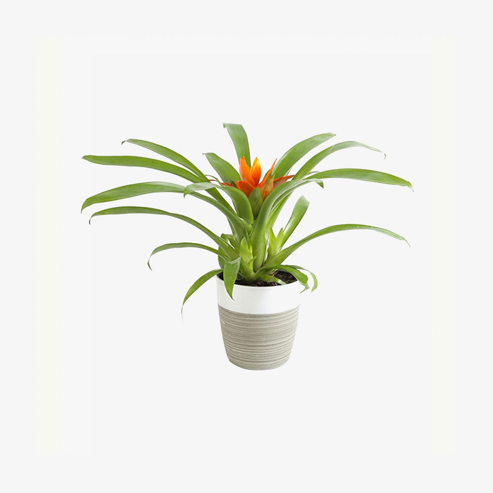 Live Bromeliad Indoor Tabletop