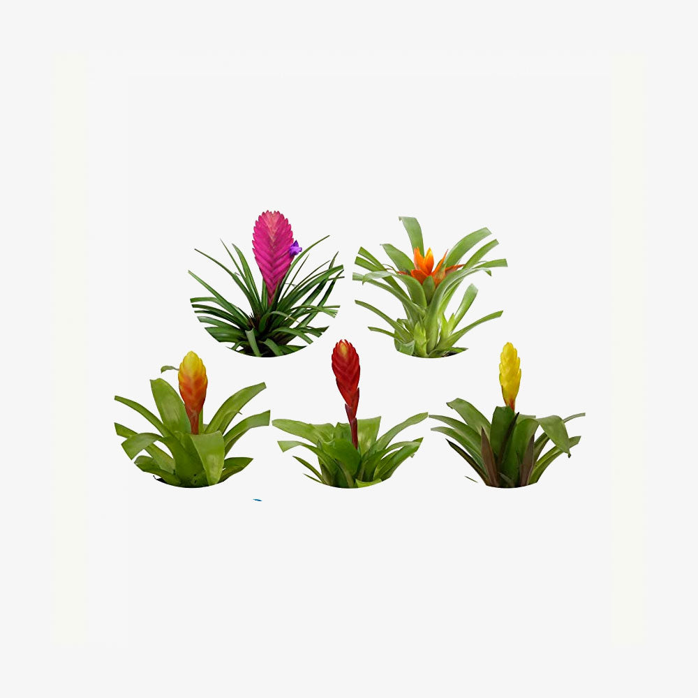 Live Bromeliad Indoor Tabletop